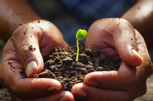 Mains tenant une plantule illustrant la transmission et la sécurité alimentaire du Grenier Vert.